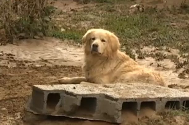 Ο σκύλος παρέμενε πλάι στο πτώμα του 73χρονου ιδιοκτήτη του στον Βλαχιώτη Λακωνίας & δεν άφηνε τους διασώστες να πλησιάσουν (βίντεο)