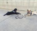 Έχετε σκεφτεί πόσο σκληρά εργάζεται ένας σκύλος οδηγός τυφλού ανθρώπου; (Βίντεο)
