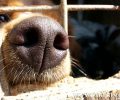 Οι σκύλοι πράγματι μπορούν να μυρίσουν τον καρκίνο αλλά συχνά κάνουν και λάθος