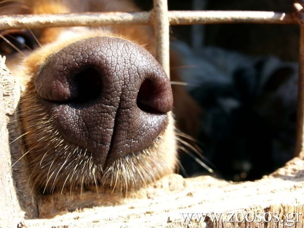 Οι σκύλοι πράγματι μπορούν να μυρίσουν τον καρκίνο αλλά συχνά κάνουν και λάθος