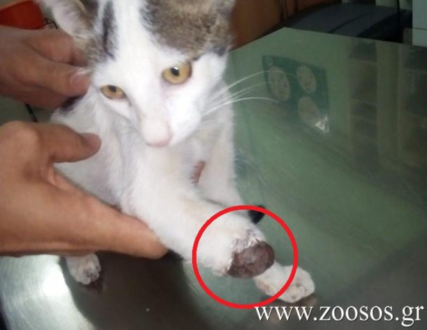 17 γάτες ακρωτηριασμένες από δόκανο στην Αρεόπολη Λακωνίας