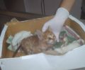 Πέθανε το γατάκι που κάποιος πυροβόλησε με αεροβόλο & άφησε παράλυτο στην Αμφιάλη Κερατσινίου