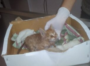 Πέθανε το γατάκι που κάποιος πυροβόλησε με αεροβόλο & άφησε παράλυτο στην Αμφιάλη Κερατσινίου