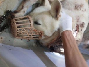 Άραξος Αχαΐας: Βρήκαν τον σκύλο εγκαταλελειμμένο με την αλυσίδα να σαπίζει μέσα στον λαιμό του