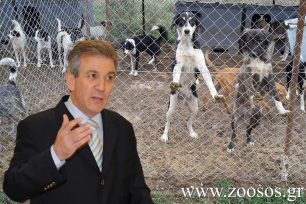 Ο «πολιτισμένος» δήμαρχος Σερρών ζητάει θανάτωση αδέσποτων σκυλιών & μετά δίνει «διευκρινίσεις» για να περιορίσει αντιδράσεις (βίντεο)