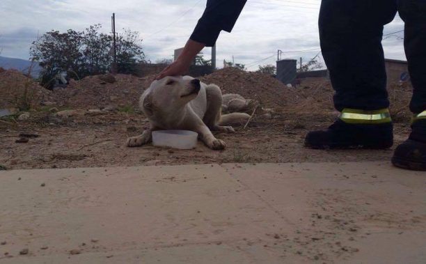 Έσωσαν το σκυλί που κάποιος πέταξε σε φρεάτιο και έκλεισε με παλέτα στον Ελαιώνα της Αθήνας