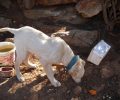 Υπογράψτε για να οδηγηθεί στη δικαιοσύνη ο βοσκός που τύφλωσε τον σκύλο του στην Ελούντα Λασιθίου
