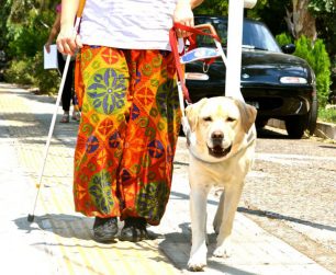 Δείτε με τι έρχεται αντιμέτωπος ένας σκύλος – οδηγός για να διασχίσει με ασφάλεια μια διάβαση μαζί με την τυφλή συνοδό του (βίντεο)