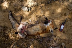 1 λύκος, 1 αλεπού & 8 σκυλιά νεκρά από φόλες στο Καλοπλεύρι Καλαμπάκας