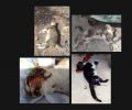 Δύο γάτες ξυλοκοπήθηκαν μέχρι θανάτου στο Κόκκινο Χωριό Χανίων