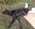 Γεμάτος σκάγια ο σκύλος που χτυπήθηκε και από αυτοκίνητο στην Κερατέα Αττικής