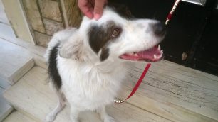 Έκκληση για τη νοσηλεία του σκύλου που βρέθηκε στο Κερατσίνι με κομμένα δάχτυλα του ενός ποδιού & με πληγή στην πλάτη