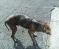 Έκκληση για το άρρωστο σκυλί που βρίσκεται στο Κορωπί Αττικής