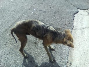 Έκκληση για το άρρωστο σκυλί που βρίσκεται στο Κορωπί Αττικής