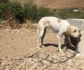 Σέριφος: Κακοποιεί τον σκύλο του και κανείς δεν τον καταγγέλλει στην Αστυνομία