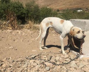 Σέριφος: Κακοποιεί τον σκύλο του και κανείς δεν τον καταγγέλλει στην Αστυνομία