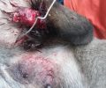 Κοζάνη: Έδεσε σφιχτά το πόδι του σκύλου με σύρμα με αποτέλεσμα το άκρο να σαπίσει και να ακρωτηριαστεί