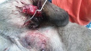 Κοζάνη: Έδεσε σφιχτά το πόδι του σκύλου με σύρμα με αποτέλεσμα το άκρο να σαπίσει και να ακρωτηριαστεί