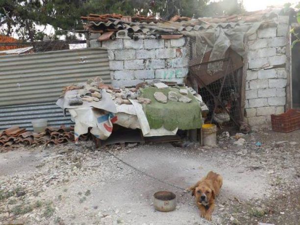 8-11-2016 δικάζεται ο ηλικιωμένος βοσκός που συστηματικά κακοποιεί ζώα στο Κρυονέρι Αττικής (βίντεο)