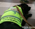 Περιορισμούς στην πρόσβαση σκύλων - οδηγών τυφλών ατόμων σε καταστήματα υγειονομικού ενδιαφέροντος προκαλεί το ειδικό αυτοκόλλητο του Υπ. Υγείας