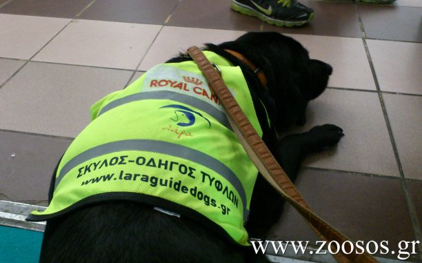 Περιορισμούς στην πρόσβαση σκύλων - οδηγών τυφλών ατόμων σε καταστήματα υγειονομικού ενδιαφέροντος προκαλεί το ειδικό αυτοκόλλητο του Υπ. Υγείας