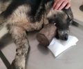 Λάρισα: Έσωσαν τον σκύλο που περιφερόταν με την σκουριασμένη κονσέρβα κολλημένη στη γνάθο του (βίντεο)
