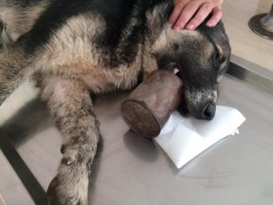Λάρισα: Έσωσαν τον σκύλο που περιφερόταν με την σκουριασμένη κονσέρβα κολλημένη στη γνάθο του (βίντεο)