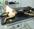 Κάρφωσε σύρμα στους όρχεις του σκύλου για να τον βασανίσει στη Λεμεσό της Κύπρου (βίντεο)