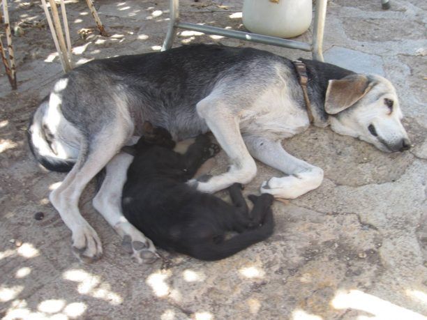 Δύο σκυλίτσες θήλασαν και έσωσαν γατάκια που κάποιος πέταξε στα σκουπίδια στο Λουτράκι (βίντεο)