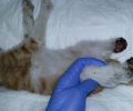 Βρήκε το γατάκι με κομμένα τα πίσω του πόδια να σέρνεται στην αυλή της στην Μαγούλα Αττικής