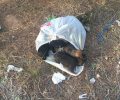 Πέθαναν τα 4 από τα 5 κουταβάκια που βρέθηκαν στα σκουπίδια κλεισμένα σε σακούλα στην Μάνδρα Αττικής