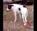 Έκκληση για το πυροβολημένο σκυλί που βρίσκεται στα Μέγαρα και χρειάζεται νοσηλεία (βίντεο)