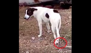 Έκκληση για το πυροβολημένο σκυλί που βρίσκεται στα Μέγαρα και χρειάζεται νοσηλεία (βίντεο)