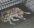 Ασφαλής σε κτηνιατρείο του Πειραιά η παράλυτη σκυλίτσα που σερνόταν στο Μοσχάτο (βίντεο)