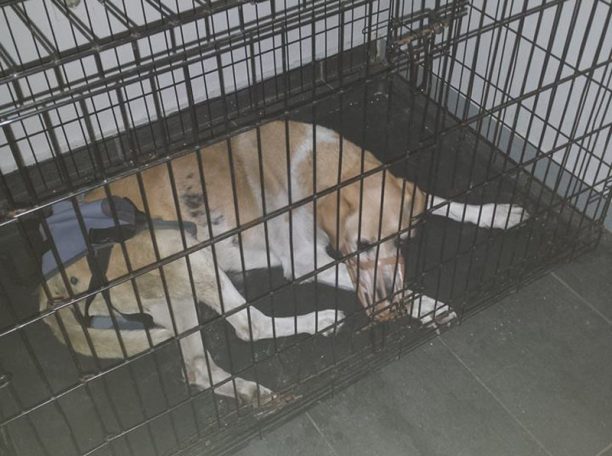 Ασφαλής σε κτηνιατρείο του Πειραιά η παράλυτη σκυλίτσα που σερνόταν στο Μοσχάτο (βίντεο)