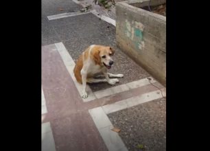 Έκκληση για το παράλυτο σκυλί που ζει στο Μοσχάτο και σέρνεται στην άσφαλτο (βίντεο)