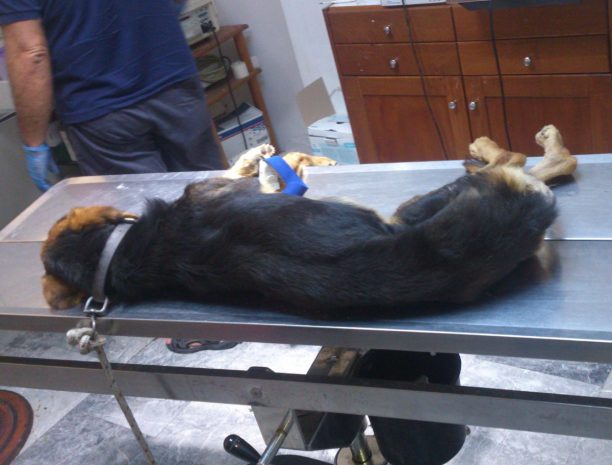 Ζητούσε επί μέρες από τους αστυνομικούς να σώσουν τον σκύλο που βρέθηκε πεταμένος σε αγωγό στον Μυλοπόταμο Ρεθύμνου