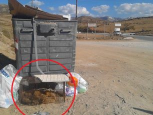 Νάξος: Βρήκε 5 ζωντανά κουτάβια κλεισμένα σε κλουβί εγκαταλελειμμένα στα σκουπίδια εκτεθειμένα στον ήλιο χωρίς τροφή & νερό