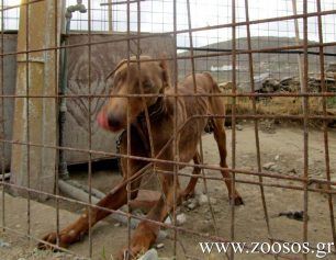 Σχηματίζεται δικογραφία εις βάρος του Παριανού που κακοποιεί τον σκύλο του