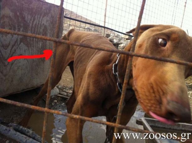 Πάρος: Πότε θα τελειώσει το μαρτύριο του σκύλου που βασανίζει συστηματικά ο ιδιοκτήτης του;