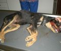 Αύριο στο Εφετείο Ρόδου η δίκη 75χρονου που σκότωσε το 2014 σκυλάκι χτυπώντας το επανειλημμένα με σωλήνα στο κεφάλι στις Καλυθιές