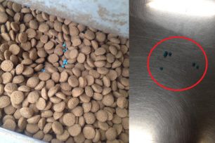 Βοιωτία: Βρήκαν δηλητήριο ανακατεμένο με την τροφή για τα αδέσποτα σκυλιά σε ταΐστρα στο Σχηματάρι