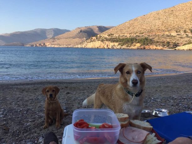 Βρήκαν δηλητηριασμένο το ένα σκυλί τους ενώ το δεύτερο αγνοείται στα Θυμιανά Χίου