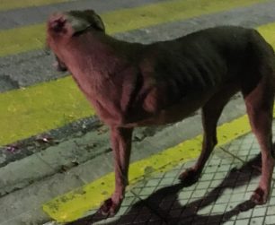 Έκκληση για την υιοθεσία του τρίποδου σκύλου που ζει στη Σαρωνίδα της Αττικής