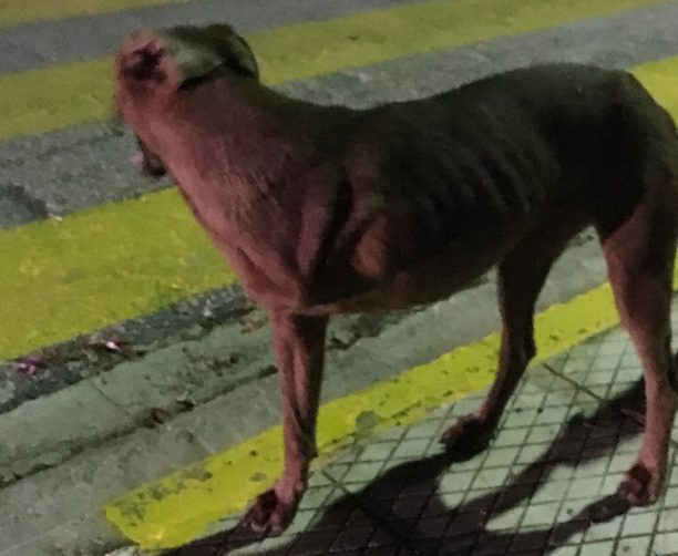 Έκκληση για την υιοθεσία του τρίποδου σκύλου που ζει στη Σαρωνίδα της Αττικής