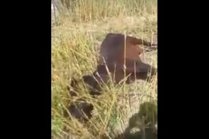 Έκκληση για την σωτηρία του αλόγου που Αστυνομία & Εισαγγελία αφήνουν να αργοπεθαίνει σε χωράφι στο Βελβίτσι Αχαΐας (βίντεο)