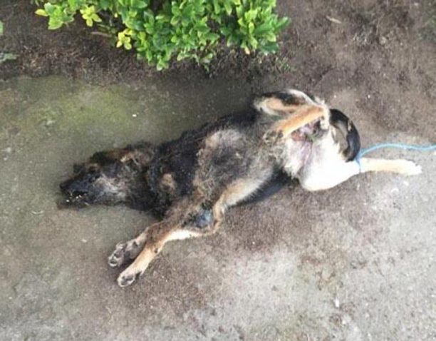Γιαννούζι Αγρινίου: Βασάνισε και έκαψε τον σκύλο μέσα στο νεκροταφείο
