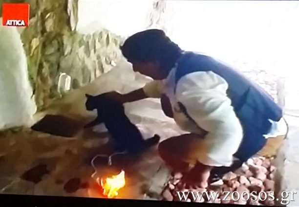Ηθοποιός βάζει φωτιά σε γάτα σε κρητική «κωμωδία» που μετέδωσε το κανάλι Attica TV (βίντεο)