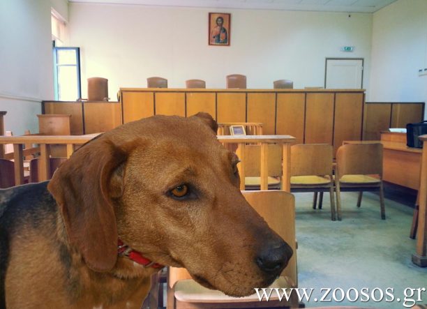 Ηράκλειο Κρήτης: Καταδικάστηκε με αναστολή ο άνδρας που δηλητηρίασε με φόλες 4 σκυλιά στη Φορτέτσα το 2014