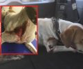 Αθωώθηκε λόγω έλλειψης δόλου ο άνδρας που εντοπίστηκε να σέρνει τον σκύλο του με το ΙΧ στο Ευπάλιο Φωκίδας